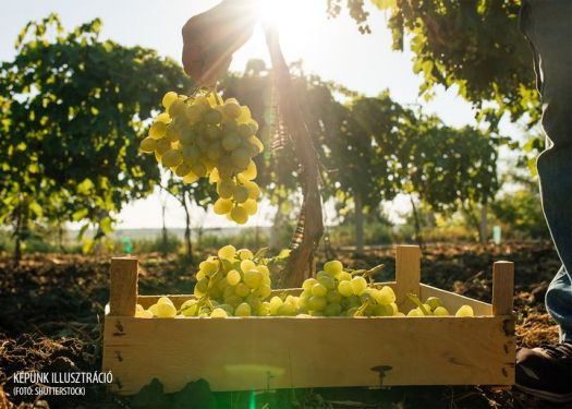 Close up of Worker's Hands Cutting White Grapes from vines during wine harvest in Italian Vineyard. picking the sweet white grape bunches - family business, tradition concept