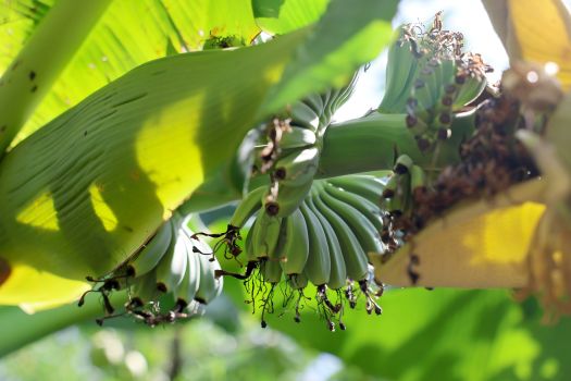 Miskolc, 2024. július 9.A banánfa (Musa paradisiaca) termése Miskolcon 2024. július 9-én. A több éve nevelt banánfa az idén elõször hozott gyümölcsöt.MTI/Vajda János