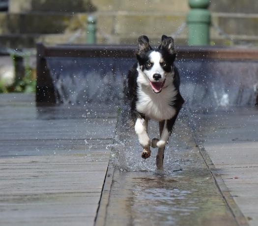 border collie 696689 640