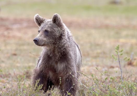 bear 6771842 640