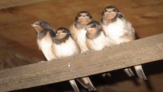 fecskek mentese 1267b885 2869929