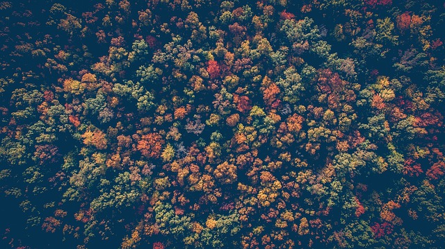 forest 1868529 640