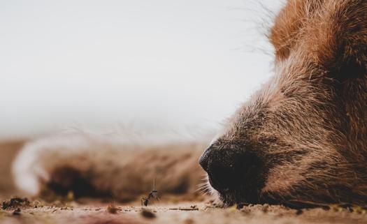 animal 4241620 640
