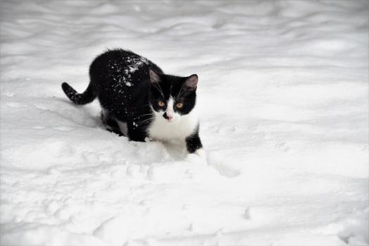 cat 5932474 640