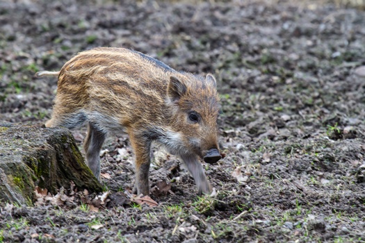 wild boar baby running mud