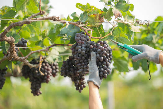 hands holding and cutting grape from the plant. Woman with glove, straw hat harvesting black grapes at vineyard. Farmer holding pruning shears and picking grape.