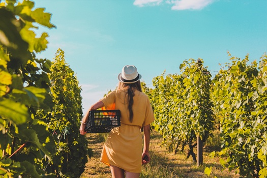 back view female vineyard