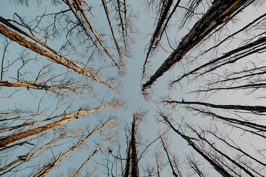low angle shot tall dry bare trees with grey sky