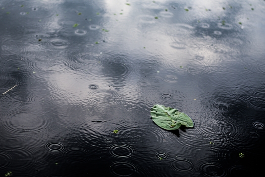 high angle closeup shot isolated green leaf puddle rainy day