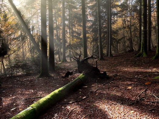 broken tree ground forest with sun shining through branches