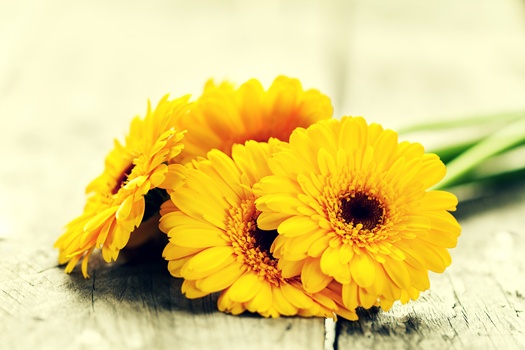 Beautiful Fresh Spring Yellow Bunch of Gerbers on Old Vintage Wooden Table. Spring Concept. Closeup.