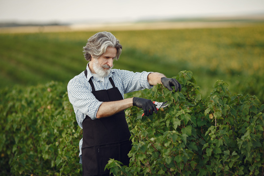 Man trimming bough of brush. Senior in a black apron.