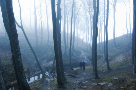 Nature. Fog in dark forest.
