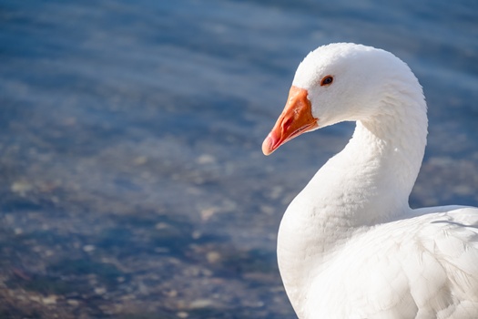 selective focus shot white goose