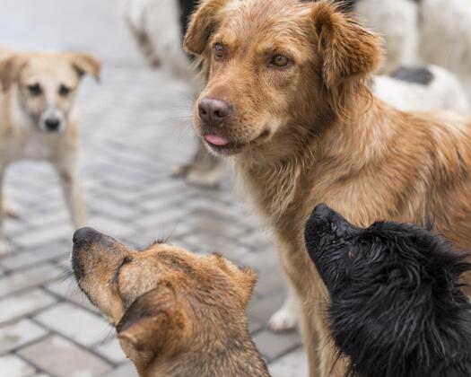 lots cute rescue dogs shelter waiting be adopted