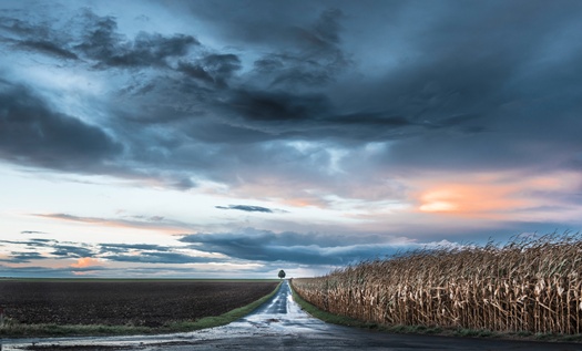 beautiful road going through farm cornfield with tree end colorful sky