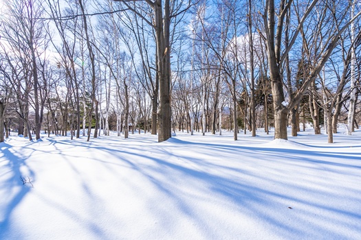 Beautiful landscape with tree in snow winter season for travel at Hokkaido Japan