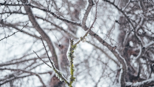 wide selective closeup shot tree branch covered snow