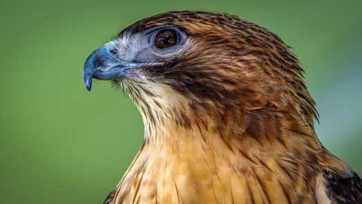 red shouldered hawk