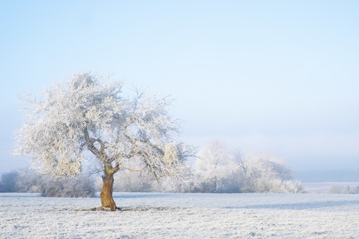wide shot isolated tree covered snow snowy area just like fairytale