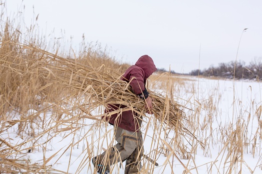 Winter. A man mows and collects dry reeds on an icy lake