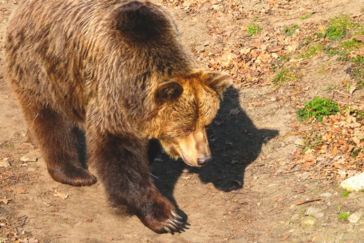 Close-up of a large brown bear in the forest