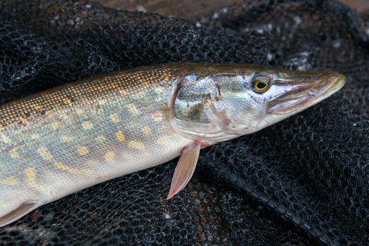 Freshwater Northern pike fish know as Esox Lucius lying on black fishing net. Fishing concept, good catch - big freshwater pike fish just taken from the water on vintage wooden background.