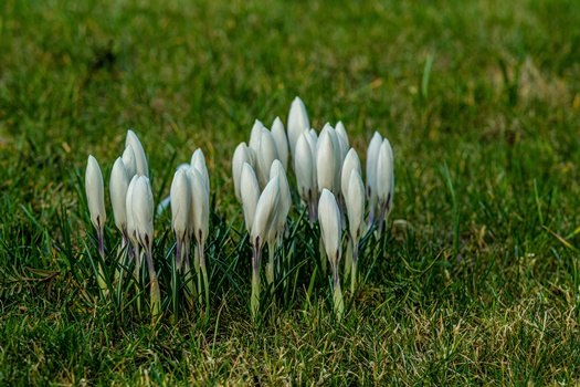 closeup shot beautiful white spring crocus flowers growing green grass