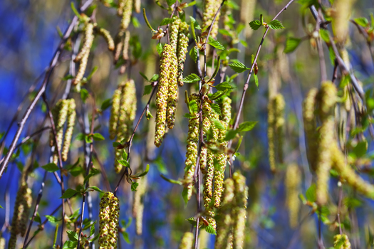 birch branches with catkins  in spring
