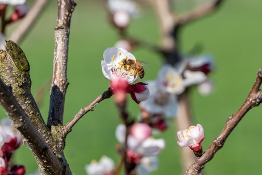 selective focus shot bee gathering nectar from apricot flower tree