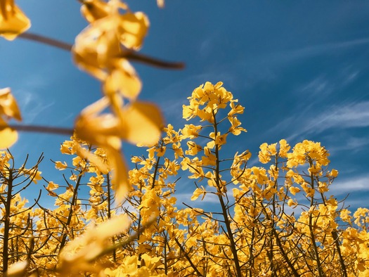 low angle view yellow flowering plant against sky