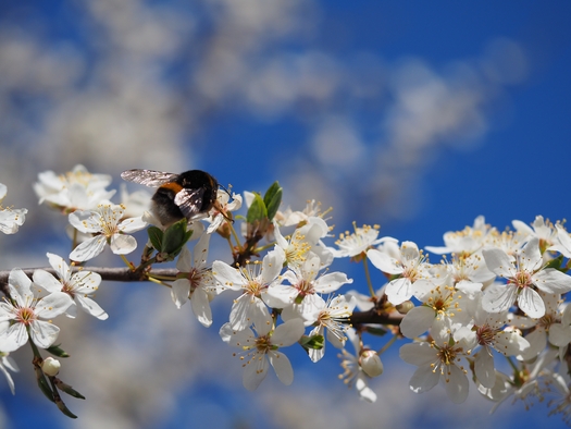 selective focus shot beautiful tree blooming clear sky