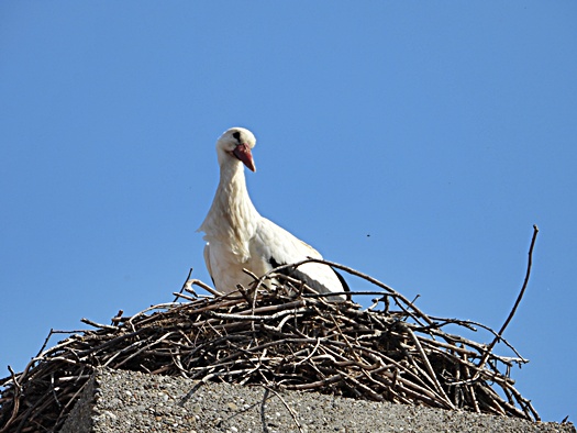 DSCN2538
