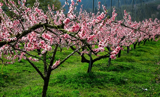 peach orchard full bloom with pink peach blossoms