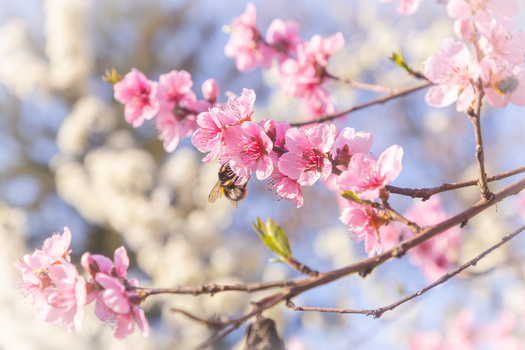 selective focus shot bee pink cherry blossoms