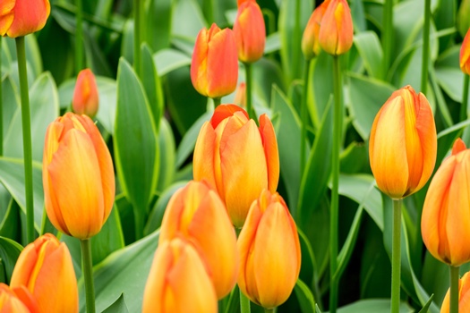 closeup shot orange tulip flowers field sunny day perfect background
