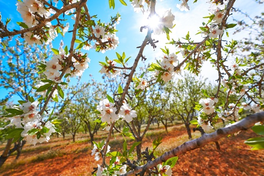 Almond trees bloom in Mediterranean Spain