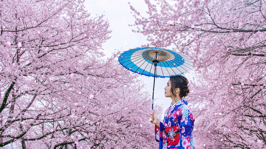 Asian woman wearing japanese traditional kimono and cherry blossom in spring, Japan.