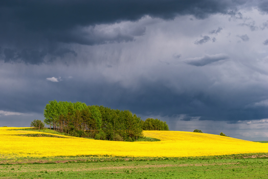 Yellow field of flowering rape on background dramatic stormy sky and the coming rain during summer sunrise or sunset.