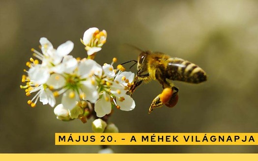 mehekvilagnapja0520igctycbqst