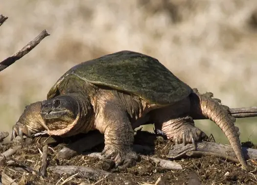 Common Snapping Turtle 1429
